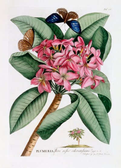 Plumeria, vers 1749 gravure colorée à la main - "Georg Dionysius Ehret