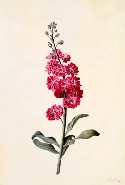Matthiola incana, vers 1746 gravure coloriée à la main - "Georg Dionysius Ehret