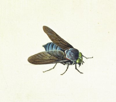 Le taon, 18ème siècle - Georg Dionysius Ehret