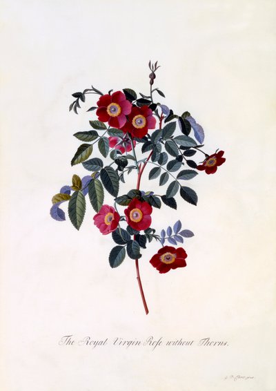 La rose royale vierge sans épines, vers 1745, gravure coloriée à la main - "Georg Dionysius Ehret