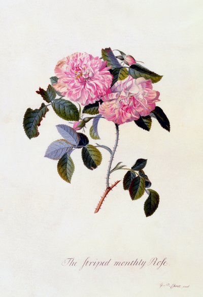 La rose rayée mensuelle, vers 1745, gravure coloriée à la main - "Georg Dionysius Ehret