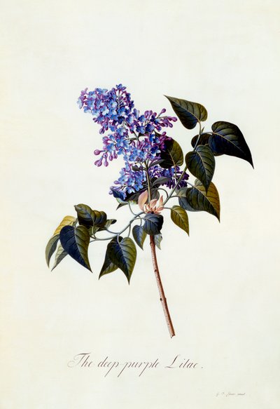 Le Lilas pourpre foncé - "Georg Dionysius Ehret