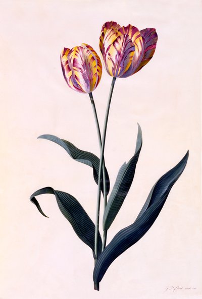 Tulipe, vers 1744 gravure coloriée à la main - "Georg Dionysius Ehret