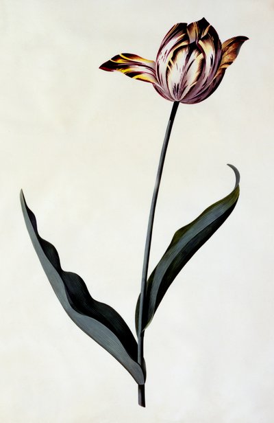 Tulipe, vers 1745 (gravure colorée à la main) - "Georg Dionysius Ehret