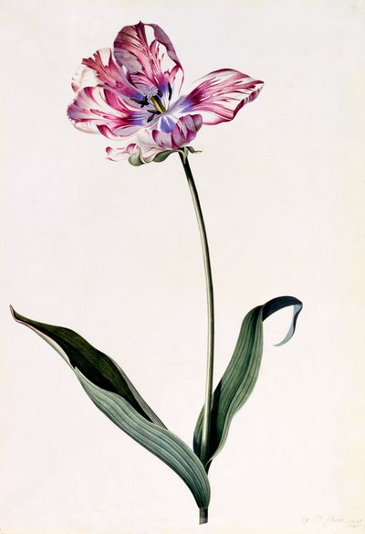 Tulipe, vers 1745, gravure coloriée à la main - "Georg Dionysius Ehret