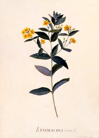 Lysimaque jaune - "Georg Dionysius Ehret