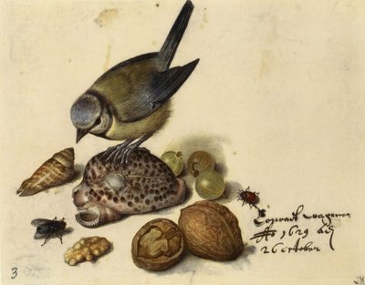 Nature morte avec mésange bleue, coquillages, fruits et insectes - Georg Flegel