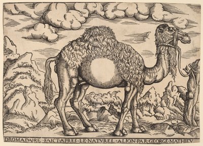Un dromadaire - Georg Mattheus