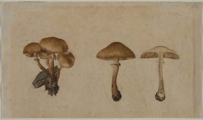 Champignons - Georg Wilhelm Baurenfeind