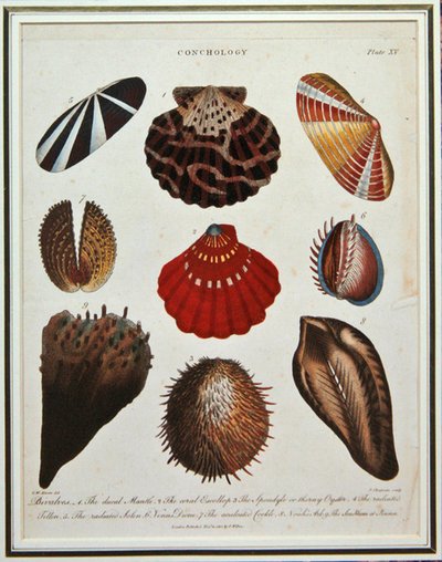 Bivalves, planche XV de 