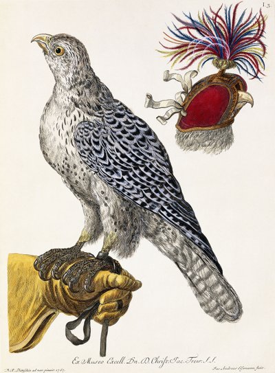 Fauconnerie, Planche 3, de "Deliciae Naturae Selectae", 1771 - Georg Wolfgang Knorr