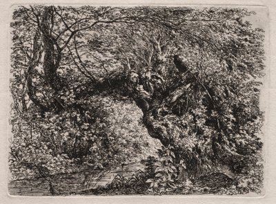 Le vieux saule près d