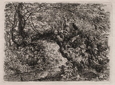 Le vieux saule au ruisseau - Georg von Dillis