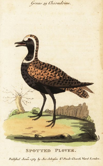 Pluvier doré américain ou pluvier tacheté, Pluvialis dominica - George (after) Edwards