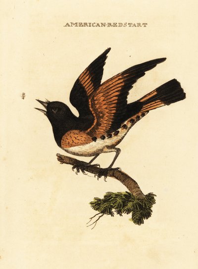Paruline flamboyante, Setophaga ruticilla - George (after) Edwards