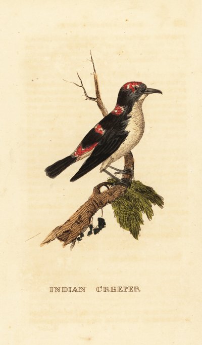 Grimpereau brun d