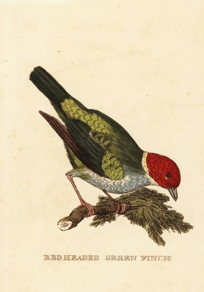 Tangara gyrole, Tangara gyrola - George (after) Edwards
