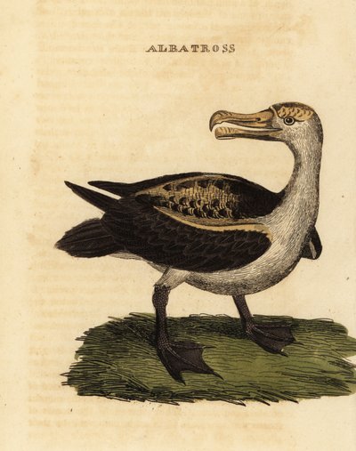 Albatros à sourcils noirs, Thalassarche melanophris - George (after) Edwards