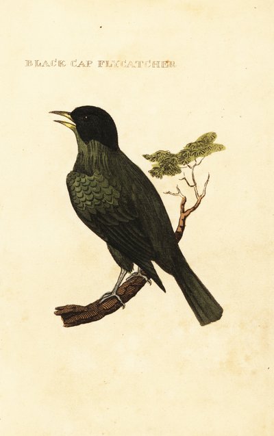 Bulbul à calotte noire, Pycnonotus melanicterus - George (after) Edwards