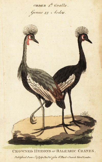 Grue couronnée noire, Balearica pavonina - George (after) Edwards
