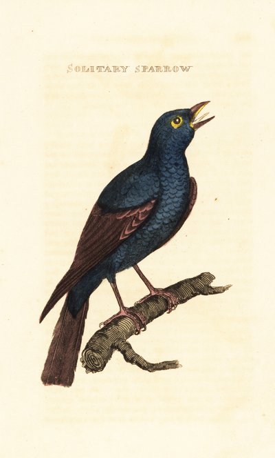 Monticole bleu, Monticola solitarius - George (after) Edwards