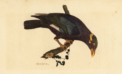 Mainate à collier, Acridotheres albocinctus - George (after) Edwards
