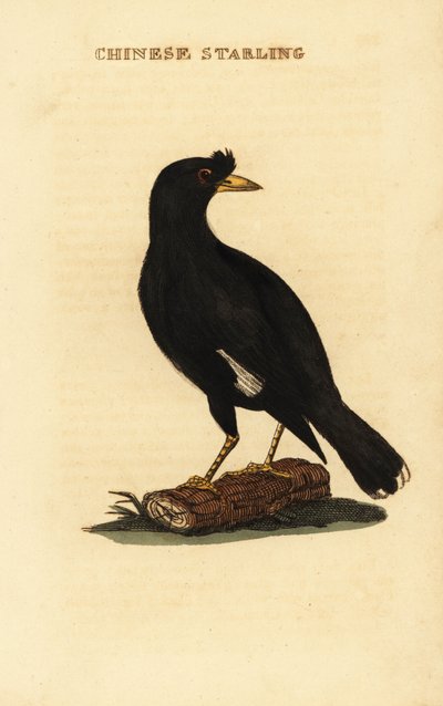 Martin huppé, Acridotheres cristatellus - George (after) Edwards
