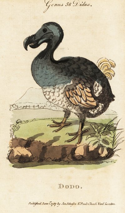 Dodo éteint, Raphus cucullatus (Didus ineptus) - George (after) Edwards