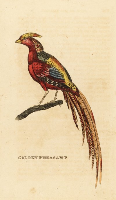 Faisan doré, Chrysolophus pictus - George (after) Edwards