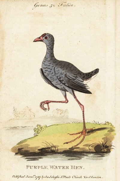 Talève sultane, Porphyrio poliocephalus - George (after) Edwards