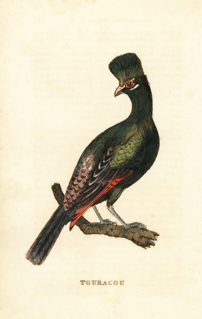 Touraco de Guinée ou touraco vert, Tauraco persa - George (after) Edwards