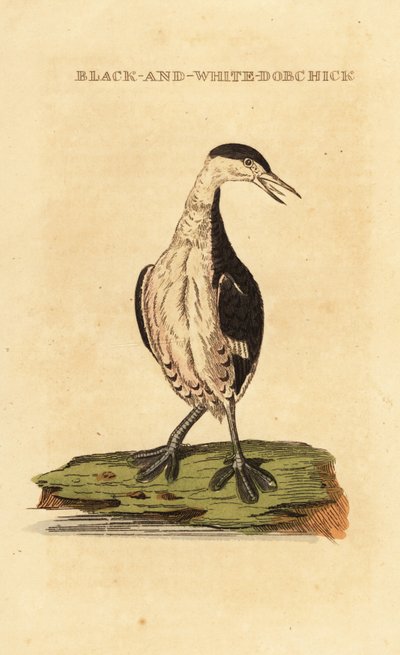 Grèbe esclavon, jeune, Podiceps auritus - George (after) Edwards