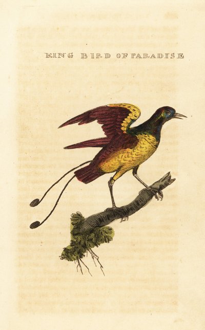 Oiseau de paradis royal, Cicinnurus regius - George (after) Edwards