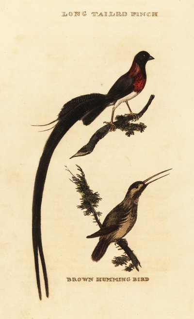 Veuve paradis à longue queue, Vidua paradisaea et Colibri roux, Selasphorus rufus - George (after) Edwards