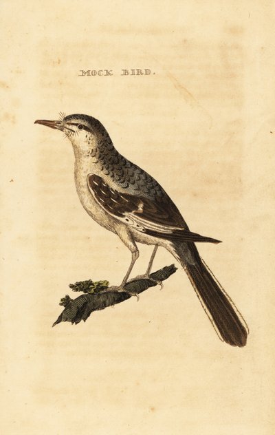 Moqueur polyglotte, Mimus polyglottos - George (after) Edwards