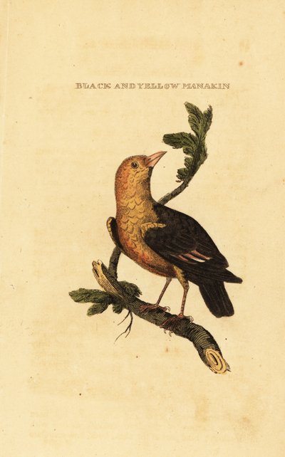Manakin à tête orange, Pipra aureola - George (after) Edwards