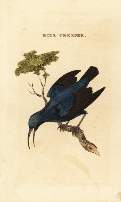 Sucrier pourpré, Cyanerpes caeruleus - George (after) Edwards