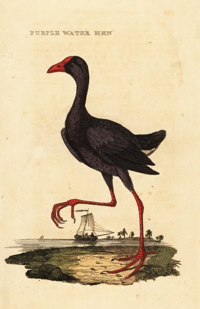 Talève sultane, Porphyrio porphyrio - George (after) Edwards