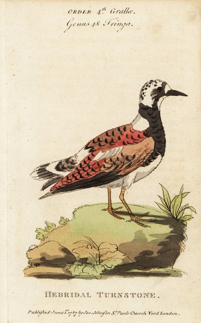 Tournepierre à collier, Arenaria interpres - George (after) Edwards