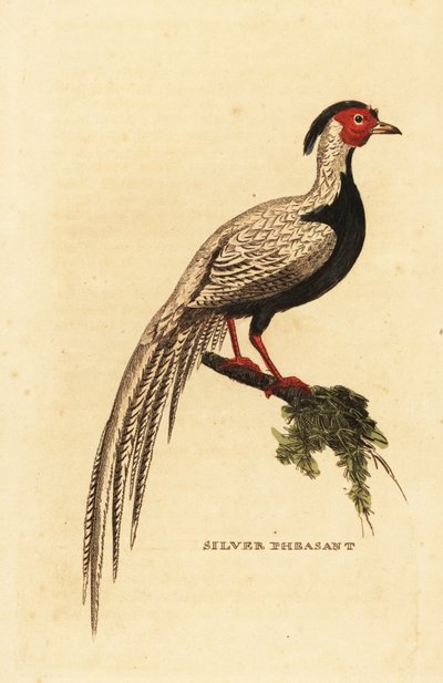 Faisan argenté, Lophura nycthemera - George (after) Edwards