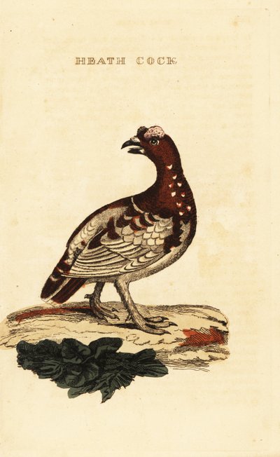 Tétras du Canada, Falcipennis canadensis canace - George (after) Edwards