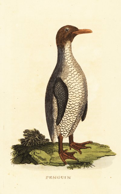 Espèce inconnue de manchot - George (after) Edwards