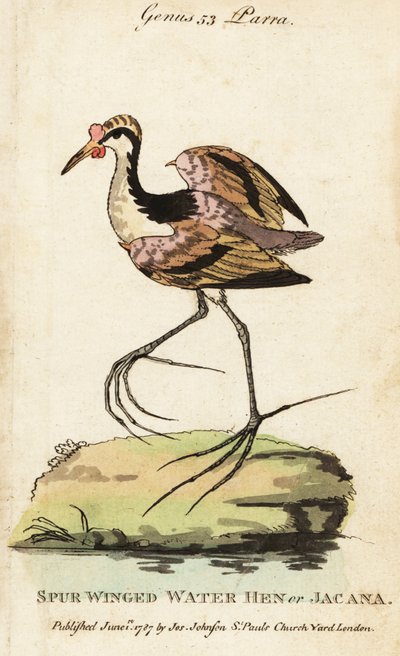 Jacana noir, Jacana jacana - George (after) Edwards