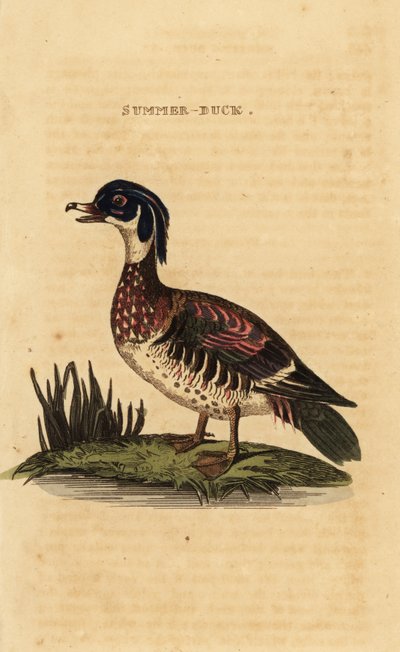 Canard branchu, Aix sponsa - George (after) Edwards