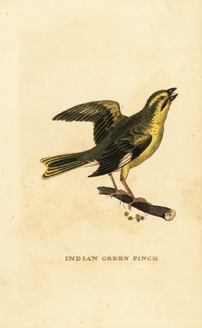 Verdier à poitrine jaune, Chloris spinoides - George (after) Edwards