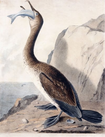 Cormoran (de la première année), c.1841 - George (after) Shield