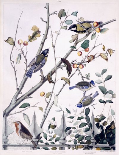 Rouge-gorge, Mésange charbonnière (mâle et femelle) et Mésange bleue (mâle et femelle), c.1841 - George (after) Shield