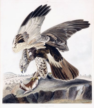 Buse Pattue (Femelle), c.1841 (gravure coloriée à la main) - George (after) Shield