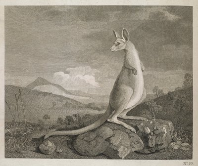 Un animal trouvé sur la côte de la Nouvelle-Hollande appelé Kangourou - George (after) Stubbs