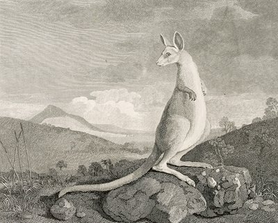 Un animal trouvé sur la côte de la Nouvelle-Hollande, appelé Kangourou, c.1773 (gravure, eau-forte) - George (after) Stubbs